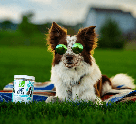 Only Natural Pet Cbd Just Relax Chews