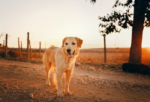 How Long Does It Take for Cbd Dog Treats to Work