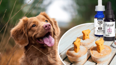 How to Make Cbd Oil Dog Treats