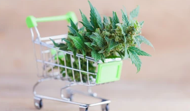 How Old Do You Have to Be to Buy Cbd in Oregon