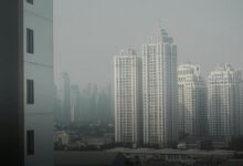 cbd and cognitive effects