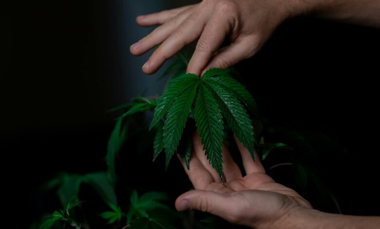 cbd and focus effects