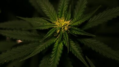 cbd and hemp comparison