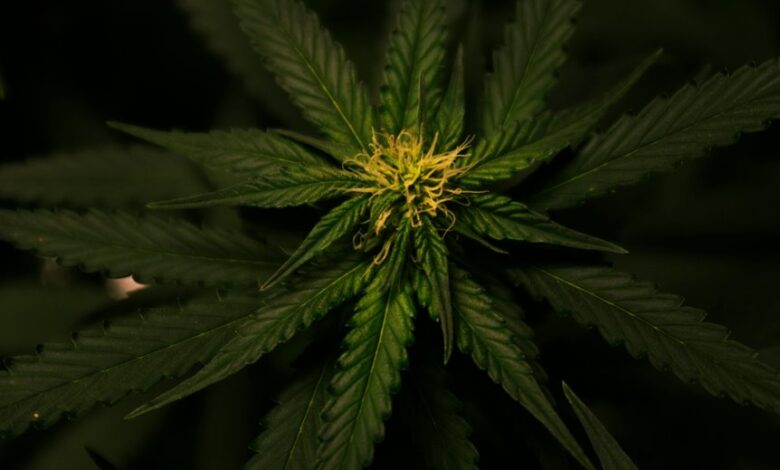 cbd and hemp comparison