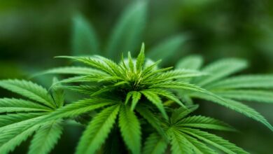 cbd does not contain thc