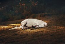 cbd dosage for sleep