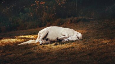 cbd dosage for sleep