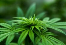 cbd dosage impact on liver