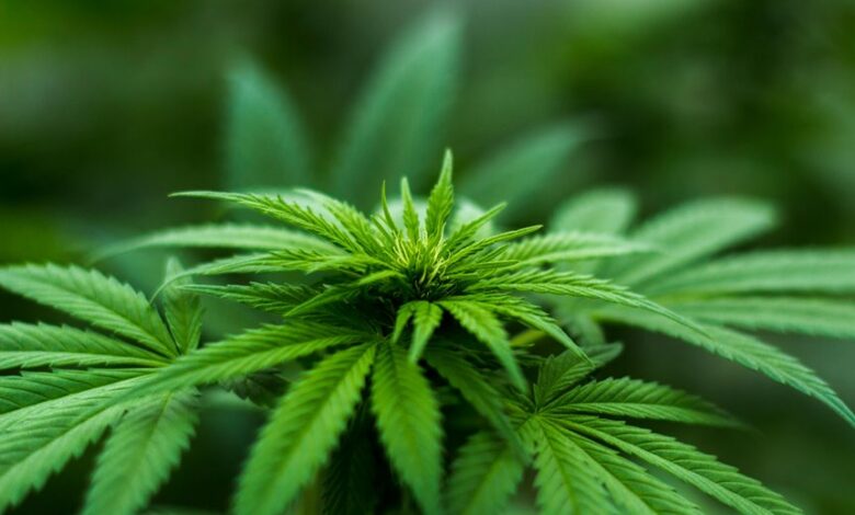 cbd liver health concerns