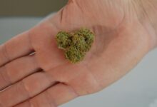 cbd tolerance development possible