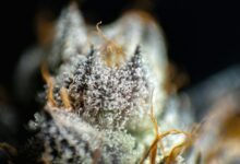 cbd versus cbda comparison