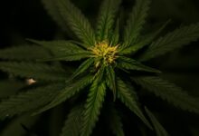 medical card necessity for cbd