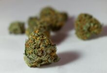 thc vs cbd for pain
