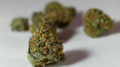 thc vs cbd for pain