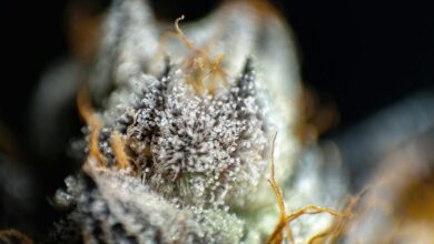 thca and cbd comparison