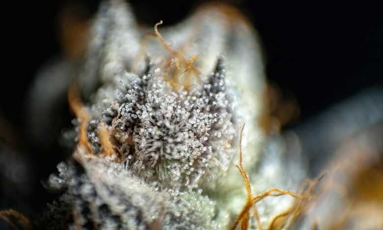 thca and cbd comparison
