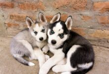 veterinary advice on cbd