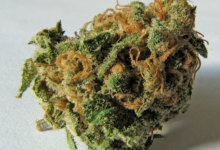 Cannabis Marketing Agency Focused on Compliance and Growth