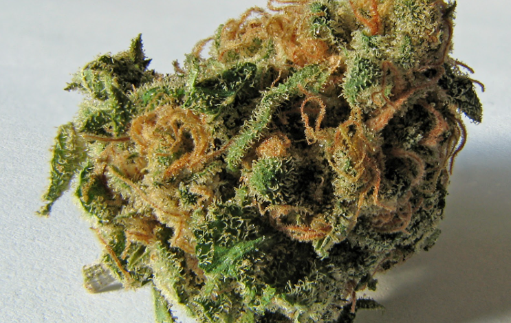 Cannabis Marketing Agency Focused on Compliance and Growth