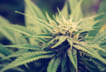 Increase Leads with a Cannabis Marketing Agency Approach