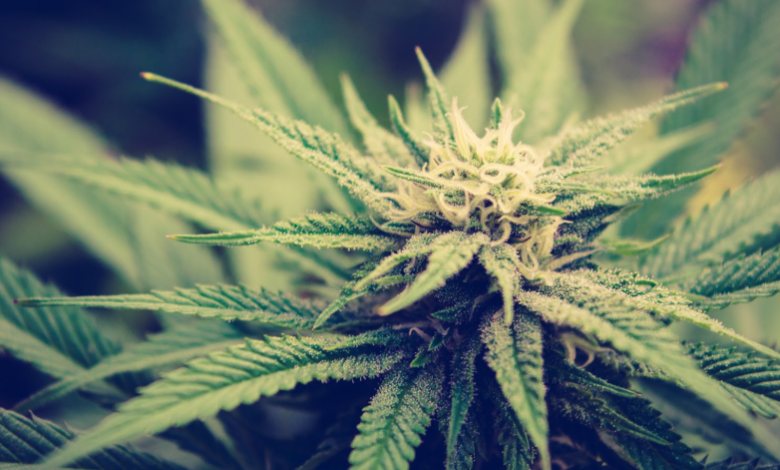 Increase Leads with a Cannabis Marketing Agency Approach