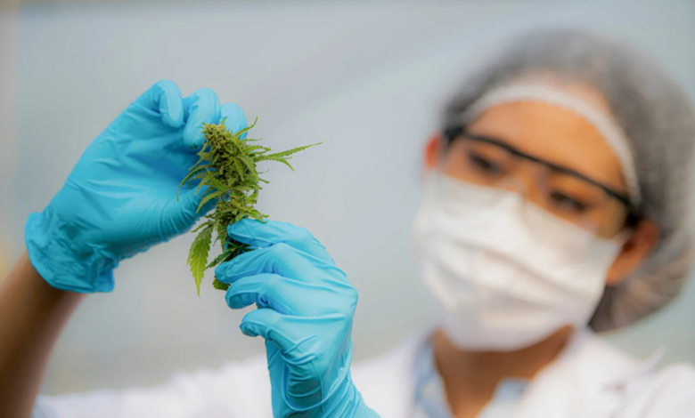 How Medical Cannabis Supports Patients with Complex Health Conditions