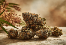 Understanding Different Cannabis Strains Available in London in 2026