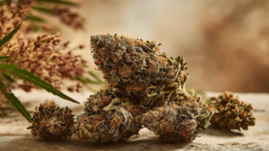 Understanding Different Cannabis Strains Available in London in 2026