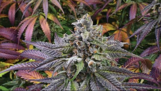 Is Budora One of Vancouver's Best Online Weed Dispensaries? 5 Claims Worth Checking